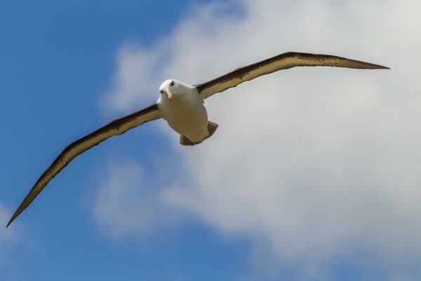 Saunders Island Black-browed albatross in flight